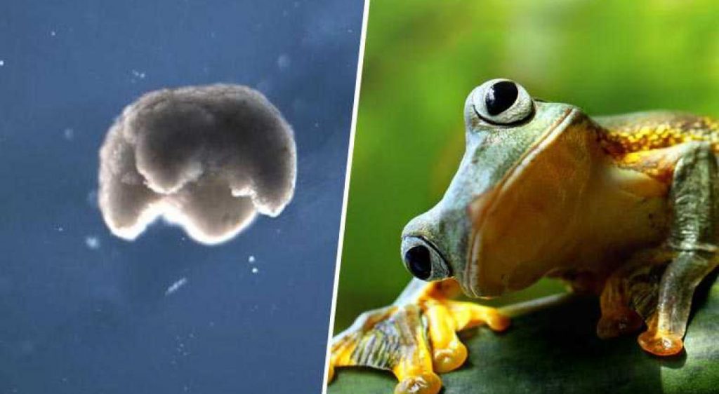 زنوبات و قورباغه